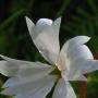 Prairie Star (Lithophragma parviflora): During our entire 4 ½ mile hike we only saw 2 of these natives.